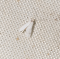 Coniopteryx