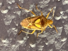 Carpocorini