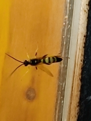 Cratichneumon