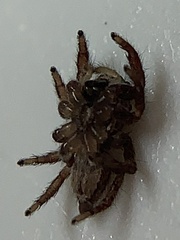 Habronattus coecatus