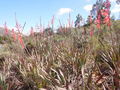 Watsonia