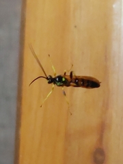 Cratichneumon