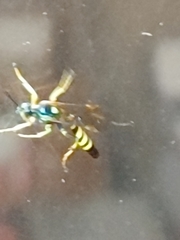 Cratichneumon