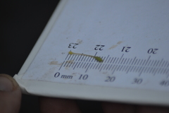 Erythranthe michiganensis