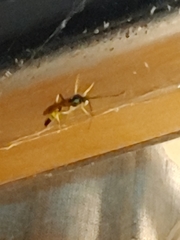 Cratichneumon