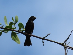 Sporophila corvina