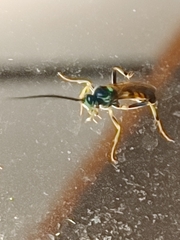 Cratichneumon