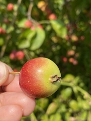 Malus angustifolia