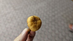 Laccaria bicolor