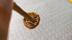 Laccaria bicolor