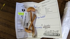 Laccaria bicolor