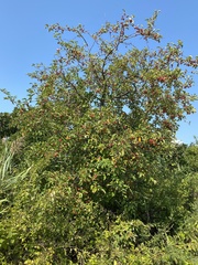 Malus angustifolia