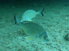 Acanthopagrus australis