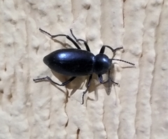 Tenebrionidae