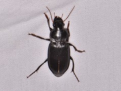 Harpalus caliginosus