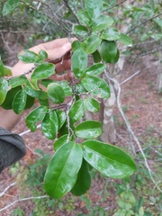 Uvaria lucida virens