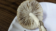 Amanita porphyria