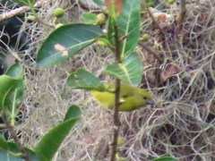 Euphonia