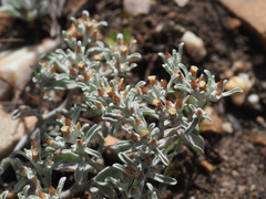 Helichrysum tinctum