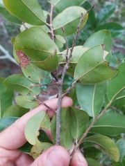 Uvaria lucida virens