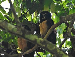 Pulsatrix perspicillata