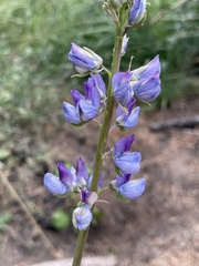 Lupinus latifolius