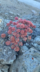 Eriogonum ovalifolium