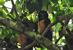 Pulsatrix perspicillata