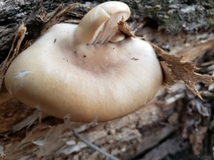 Pleurotus