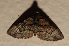 Eucymatoge peplodes