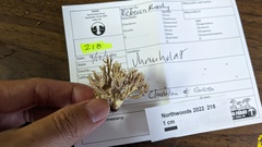 Clavulina cinerea
