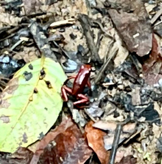 Oophaga pumilio