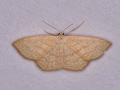 Scopula limboundata