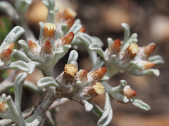 Helichrysum tinctum