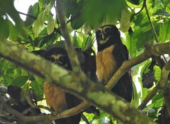 Pulsatrix perspicillata