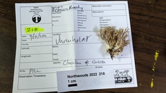 Clavulina cinerea