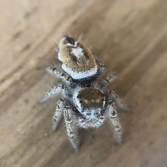 Phidippus arizonensis