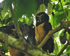 Pulsatrix perspicillata