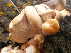 Pleurotus