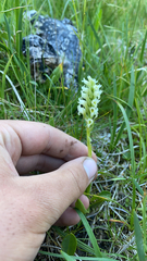 Spiranthes romanzoffiana