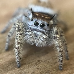 Phidippus arizonensis