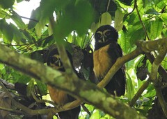 Pulsatrix perspicillata