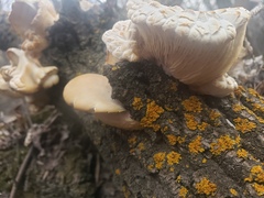 Pleurotus
