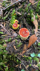 Turbinellus floccosus