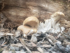 Pleurotus