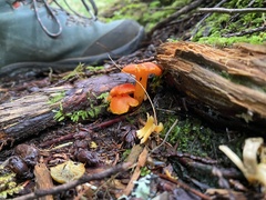 Hygrocybe miniata