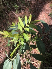 Polyscias sambucifolia