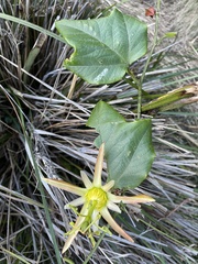 Passiflora herbertiana