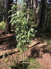 Polyscias sambucifolia