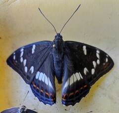Limenitis populi